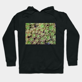 Tiny Succulents! Hoodie